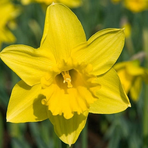 Narcissus Rijnveld's Early Sensation, Daffodil 'Rijnveld's Early Sensation', Trumpet Daffodil 'Rijnveld's Early Sensation', Trumpet Daffodil, Spring Bulbs, Spring Flowers, Trumpet Narcissus group, yellow flowers, spring flowering bulbs, award-winning daffodil